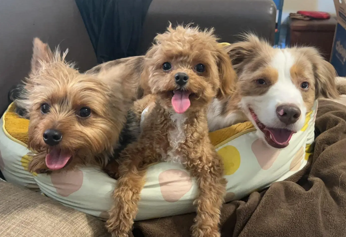 Three happy dogs relaxing together at Pawsome Care